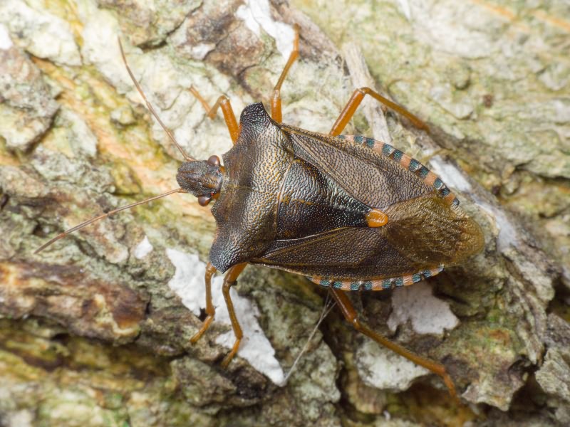 Pentatoma (Pentatoma) rufipes (Linnaeus, 1758)